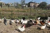 Le petit élevage de volaille permet à la famille d’Armen de se construire une nouvelle existence en Arménie. csi